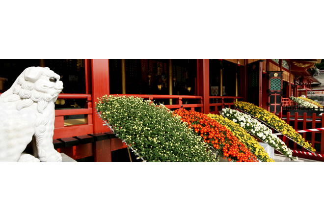 11月1日(水)~25日(土)第64回 菊花展