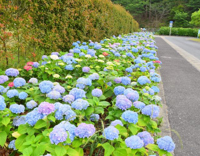 「四季折々の花」探索コース