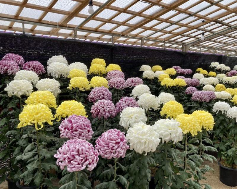 第72回 太宰府天満宮秋芳会菊花展